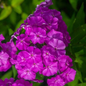 Phlox Flox Płomyk wiechowaty fioletowy 1 szt.