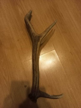 Naturalny gryzak z poroża jelenia 44cm