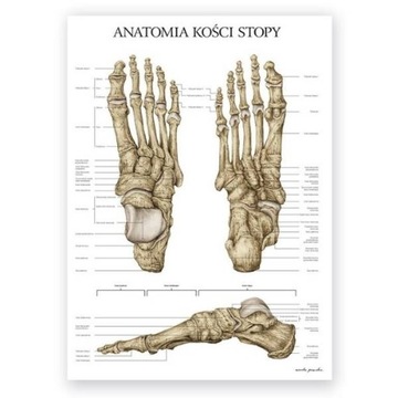 Plansza tablica anatomiczna plakat kości stopy