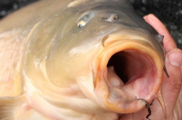 Крючок KORDA Mixa 8 – KMH8