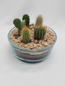 Пустыня в стакане, Лес в баночке, Набор DIY ХИТ