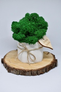 Мини-малиновый лес в белом бетонном горшке.