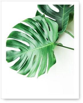 MONSTERA plakat 40x50 plakat obrazek liście #72