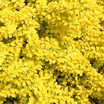 Berberys Thunberga Bonanza Gold