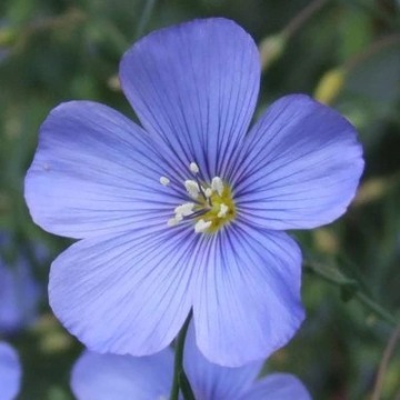 BUDWIGOWY Льняное масло 2x1л ОТ ПРОИЗВОДИТЕЛЯ