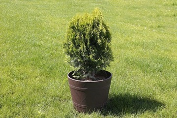 Деревянный цветочный горшок BROWN OUTDOOR CLOWER POT FOR GARDEN коричневый