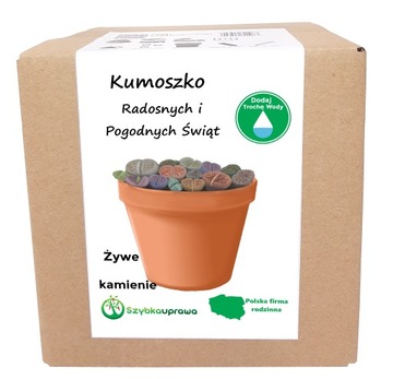 ŚWIĄTECZNY PREZENT DLA KUMOSZKI KPL ŻYWE KAMIENIE