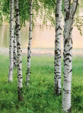 Fototapeta flizelinowa 5424-4 Nordic Forest