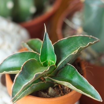 Sansewieria ROBUSTA oryginalna Sansevieria roz. S