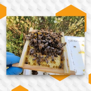 Неосемененные пчелиные матки Buckfast KB Племенные матери