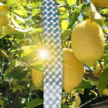 TAŚMA ODSTRASZAJĄCA PTAKI | 5cm / 50m | ODSTRASZACZ PTAKÓW DO OGRODU