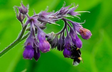 żywokost lekarski sadzonka Symphytum officinale 10 szt