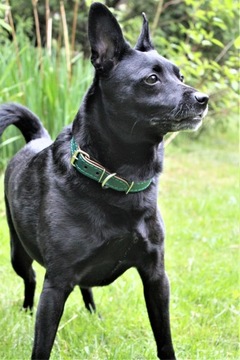 КОЖАНЫЙ ВОРОШНИК - 10 ЦВЕТОВ С ГРАВИРОВКОЙ. Размер. 33-41см