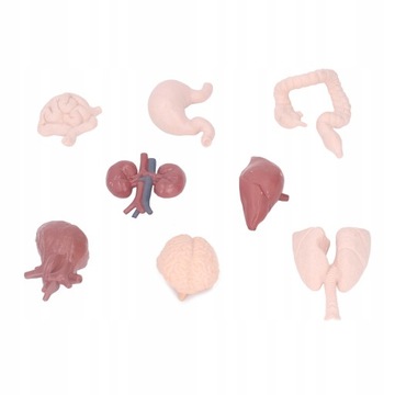 Имитационная модель анатомии тела органов человека