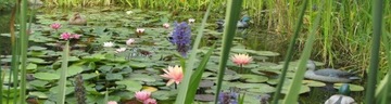 Фасоль трехлистная – цветущие растения для пруда