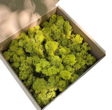 Mech chrobotek Spring Green Reniferowy STROIK 100g