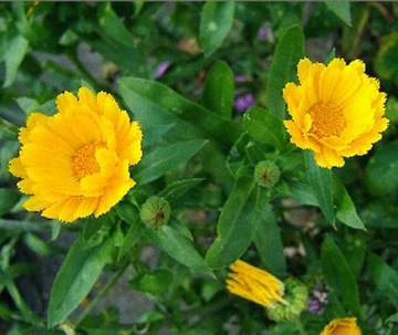 Nagietek Lekarski (Calendula Officinalis) Nasiona