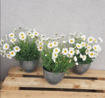 КРЫШКА ЦВЕТОЧНОГО ВАЗОНА, ОЦИНКОВАННЫЙ МЕТАЛЛ ЦВЕТОЧНЫЙ ГОРШОК M