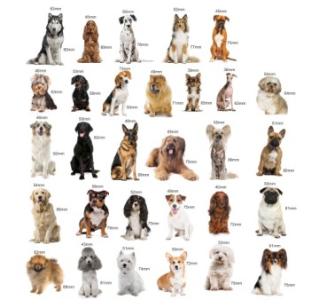 Магниты на холодильник Знакомимся с породами собак.