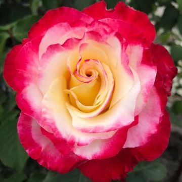 Róża Wielkokwiatowa Double Delight WYJĄTKOWY KOLOR