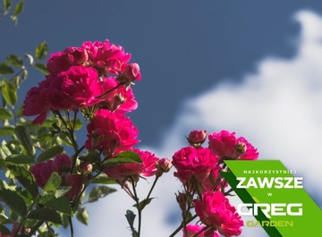 Удобрение для роз 5кг Длительного действия 120-150 дней