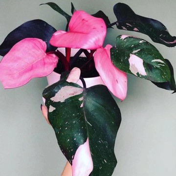 Philodendron PINK PRINCESS filodendron