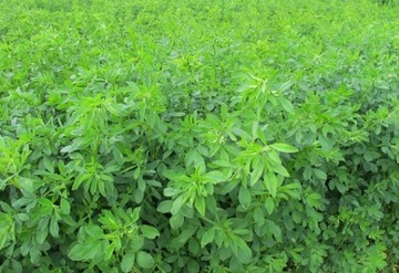 Lucerna siewna 1 kg C/2 Nasiona, poplon