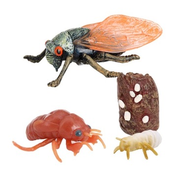 Life Cycle of Animals Separate Pieces in Cicada