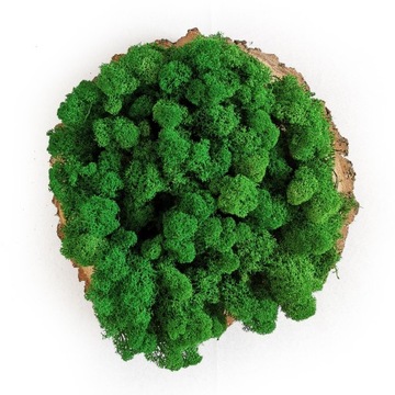 ФИНСКИЙ мох Хроботек 100г ПРЕМИУМ ОЧИЩЕННЫЙ