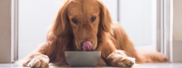 Alpha Spirit 7 DAYS FORMULA полноценный СУХОЙ корм для собак 12 кг