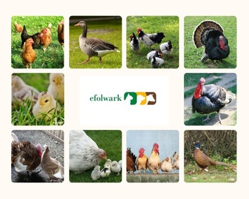 Trouw Nutrition, Мультивитамины, витамины для кур/голубей, 100 мл