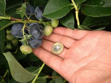 Микориза для вересковых, рододендронов, черники