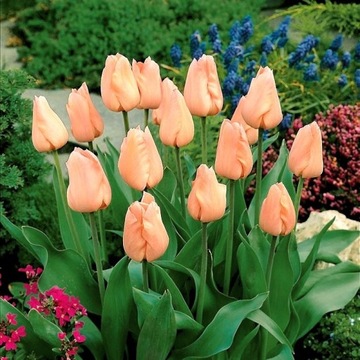 Tulipan morelowy Apricot CEBULKI XXL5 szt.