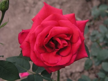 Роза крупноцветковая ENA HARKNES NO.
