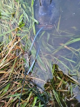 ПОВОДОК TOMCAT CATHOF С ПОДУШКОЙ, 5 М