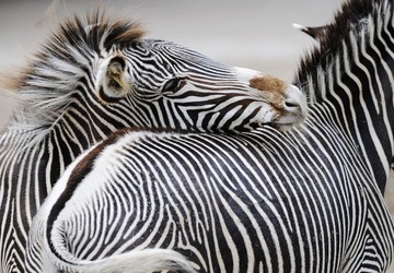 Fototapety do Salonu Zebra Zwierzęta 366x254 cm