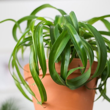 Chlorophytum 'Green Bonnie' -Zielistka