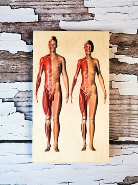 Человеческое тело, деревянный пазл, 4 слоя, анатомия.