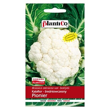 KALAFIOR PIONIER 1G PLANTICO ŚREDNIO-WCZESNY