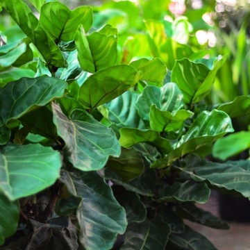 Почвенный субстрат для ЗЕЛЕНЫХ растений, смесь MIX