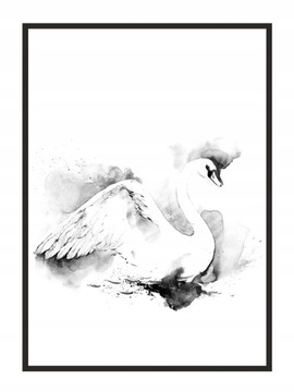 OBRAZ PLAKAT W RAMIE 33x43 cm Łabędź P748