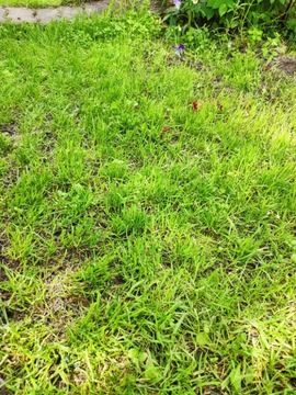 Kratka trawnikowa, zielona 50cm x 50cm x 4cm