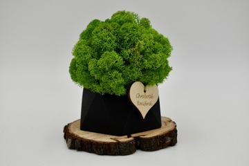 Деревенский лес в геометрическом бетонном горшке