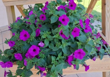 Петуния Supertunia Vista Jazzberry, 6 шт.