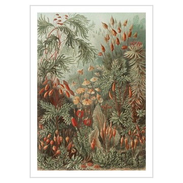 Plakat 50x70 Ernst Haeckel Laubmoose Muscinae
