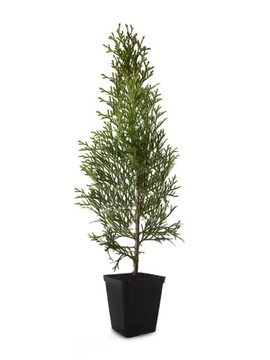 Tuja SZMARAGD THUJA smaragd sadzonki na żywopłot w doniczkach ZDROWE PIĘKNE