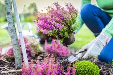 КОМПОЗИЦИОННАЯ ПОЧВА ДЛЯ ПОСАДКИ УТЕЧНИКОВ, МАГНОЛ, АЗАЛИЙ, ХВОЙНЫХ, ТУИ, КАМЕЛИИ