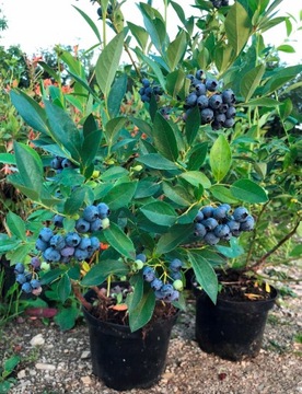 Borówka amerykańska Early Blue NAJWCZEŚNIEJSZA EarlyBlue już OWOCUJE słodka