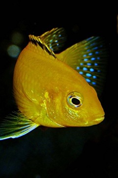 Image, CoolAfrican Cichlid Fish (Julidochromis Transcriptus) Journal: 150 p