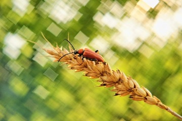 makro meritar 2,8/45 trioplan SWIRLY kwadrat bokeh